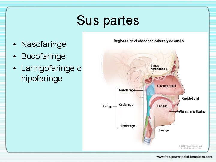 Sus partes • Nasofaringe • Bucofaringe • Laringofaringe o hipofaringe 