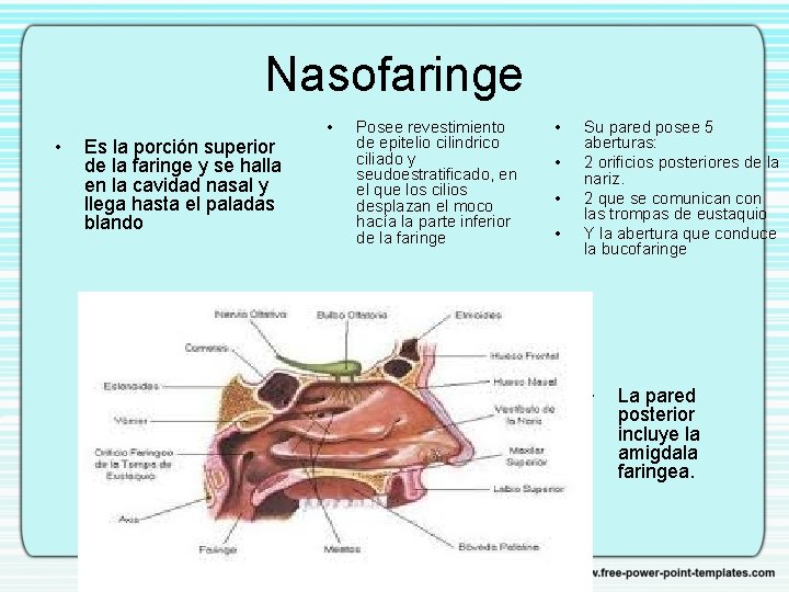 Nasofaringe • Es la porción superior de la faringe y se halla en la