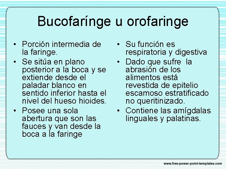 Bucofarínge u orofaringe • Porción intermedia de la faringe. • Se sitúa en plano