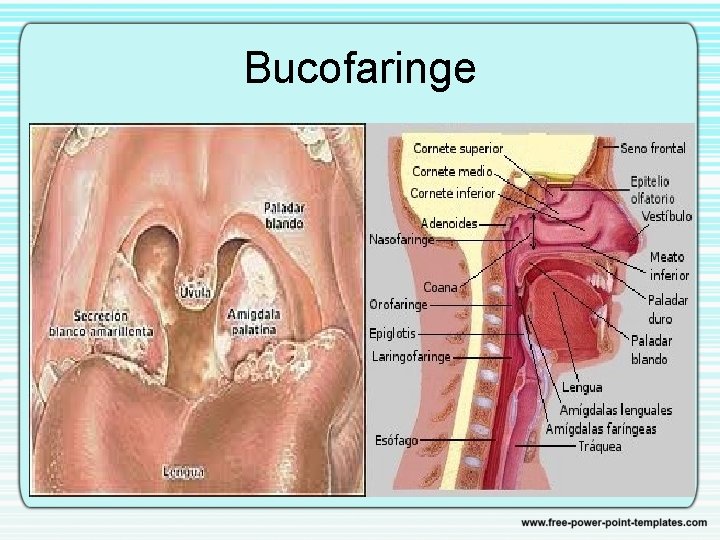 Bucofaringe 