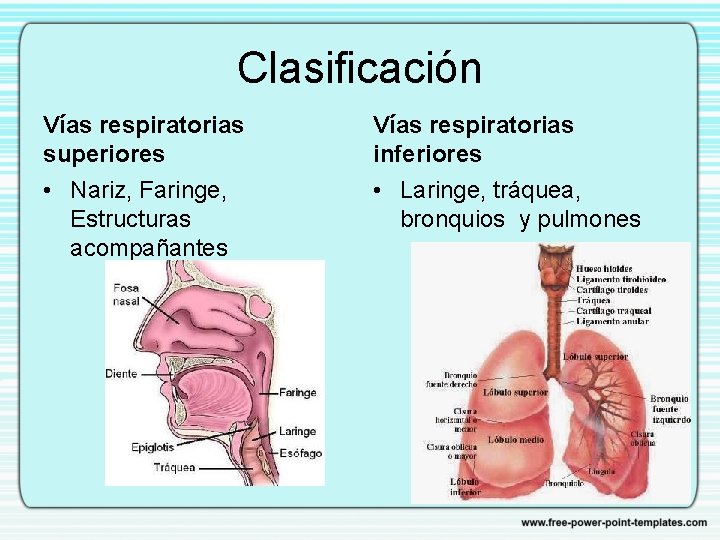 Clasificación Vías respiratorias superiores Vías respiratorias inferiores • Nariz, Faringe, Estructuras acompañantes • Laringe,