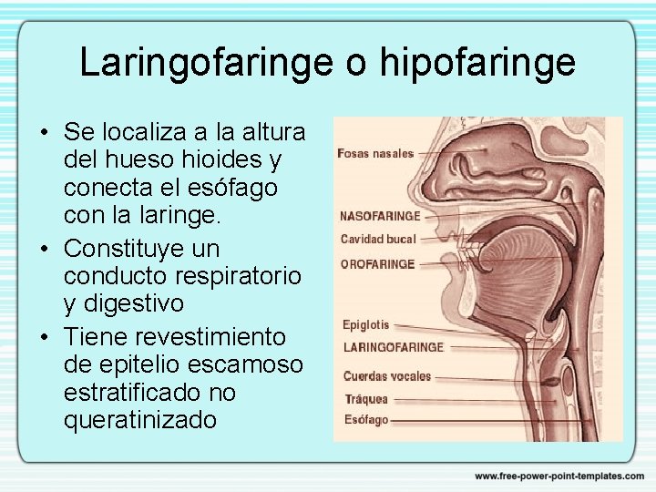Laringofaringe o hipofaringe • Se localiza a la altura del hueso hioides y conecta