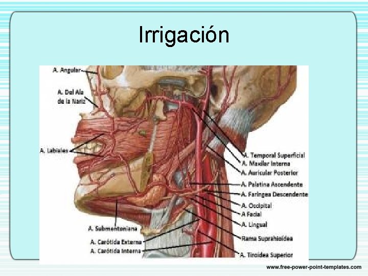 Irrigación 