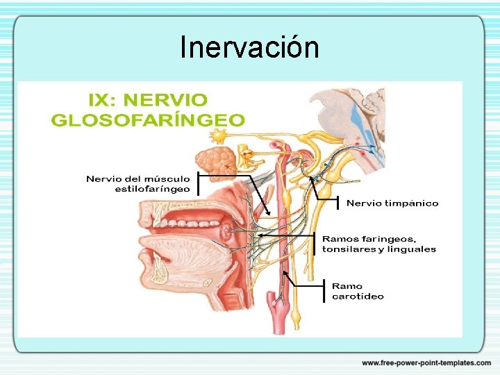 Inervación 