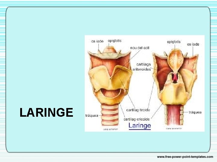 LARINGE 