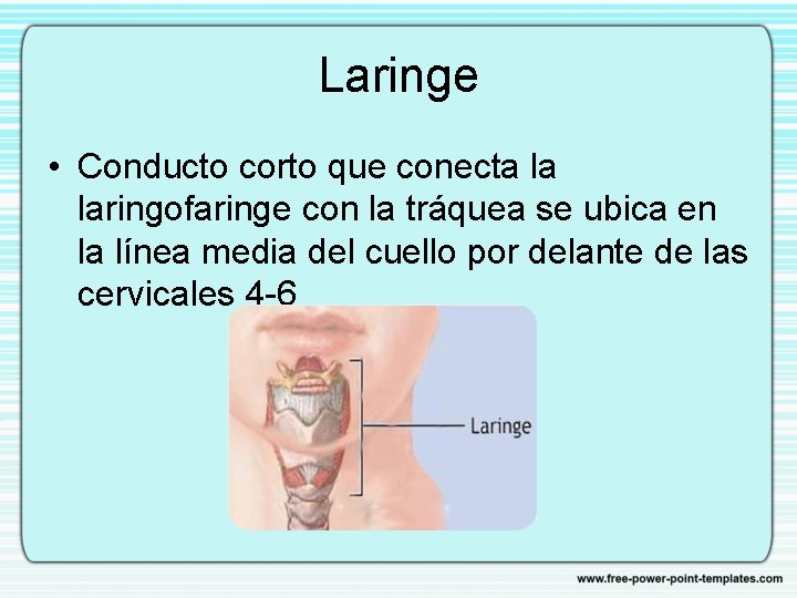 Laringe • Conducto corto que conecta la laringofaringe con la tráquea se ubica en