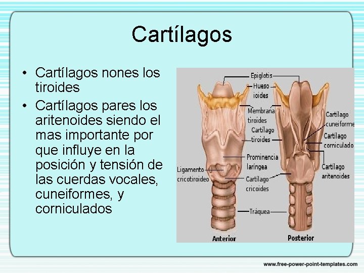 Cartílagos • Cartílagos nones los tiroides • Cartílagos pares los aritenoides siendo el mas