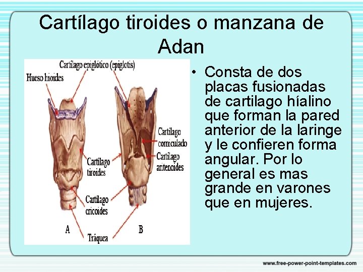 Cartílago tiroides o manzana de Adan • Consta de dos placas fusionadas de cartilago