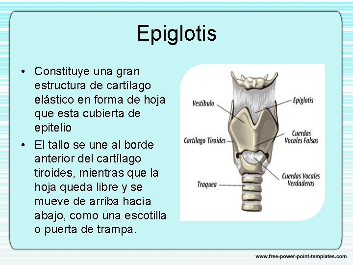 Epiglotis • Constituye una gran estructura de cartílago elástico en forma de hoja que