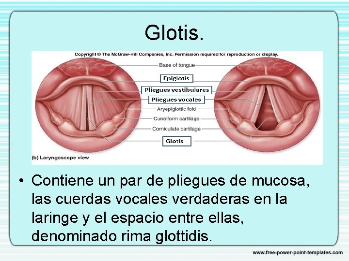Glotis. • Contiene un par de pliegues de mucosa, las cuerdas vocales verdaderas en