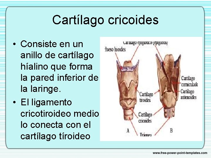 Cartílago cricoides • Consiste en un anillo de cartílago híalino que forma la pared