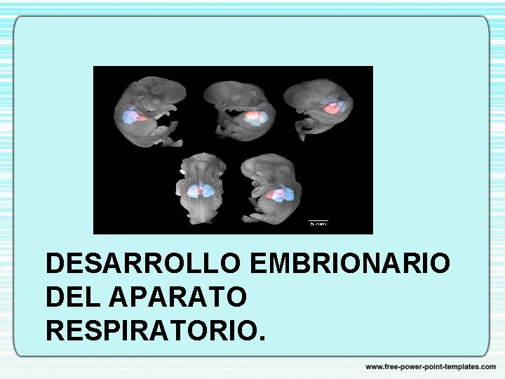 DESARROLLO EMBRIONARIO DEL APARATO RESPIRATORIO. 
