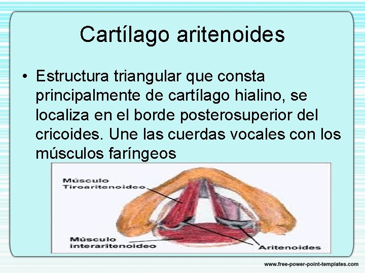 Cartílago aritenoides • Estructura triangular que consta principalmente de cartílago hialino, se localiza en
