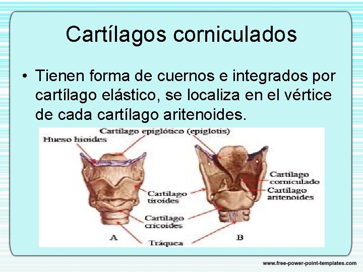 Cartílagos corniculados • Tienen forma de cuernos e integrados por cartílago elástico, se localiza