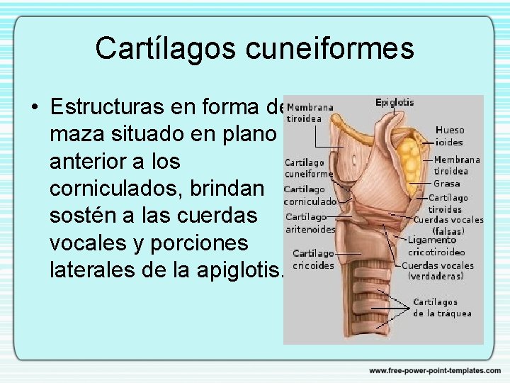 Cartílagos cuneiformes • Estructuras en forma de maza situado en plano anterior a los