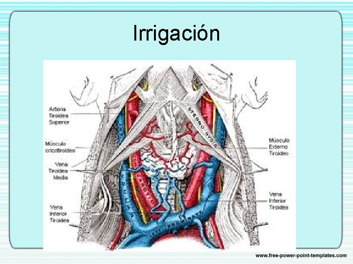 Irrigación 