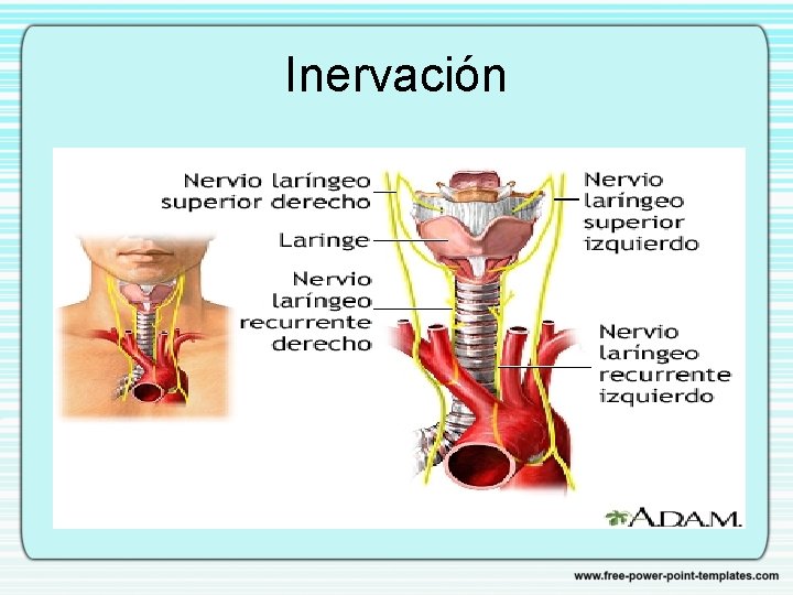 Inervación 