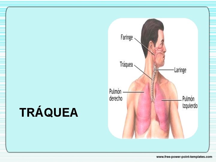 TRÁQUEA 