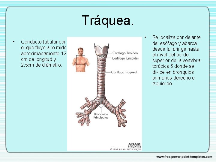 Tráquea. • Conducto tubular por el que fluye aire mide aproximadamente 12 cm de