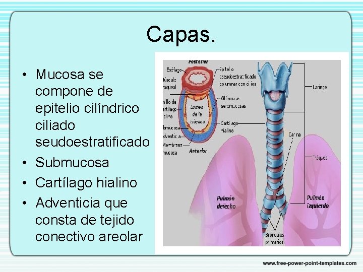 Capas. • Mucosa se compone de epitelio cilíndrico ciliado seudoestratificado • Submucosa • Cartílago