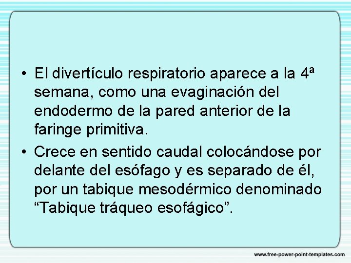  • El divertículo respiratorio aparece a la 4ª semana, como una evaginación del