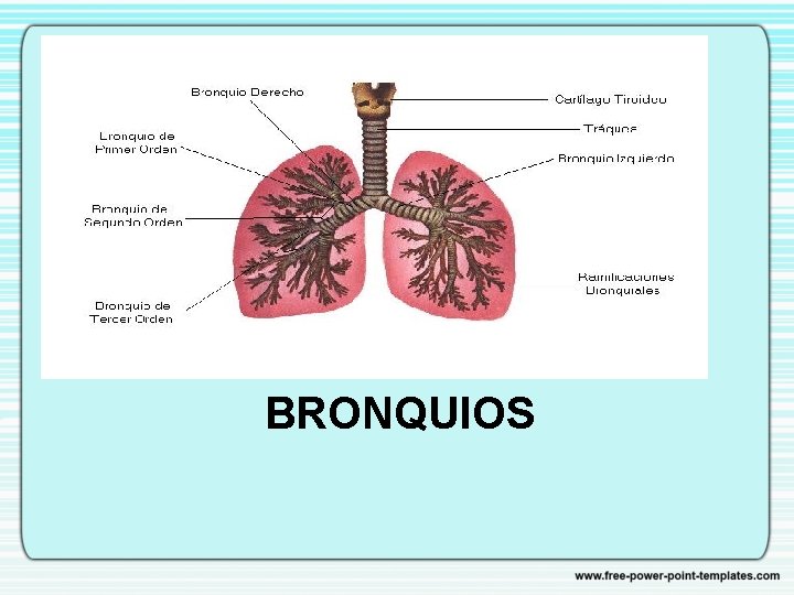 BRONQUIOS 