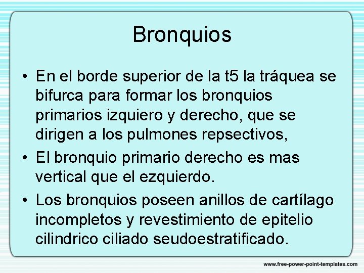 Bronquios • En el borde superior de la t 5 la tráquea se bifurca