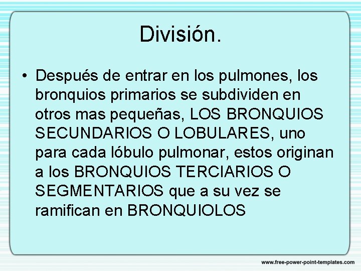 División. • Después de entrar en los pulmones, los bronquios primarios se subdividen en