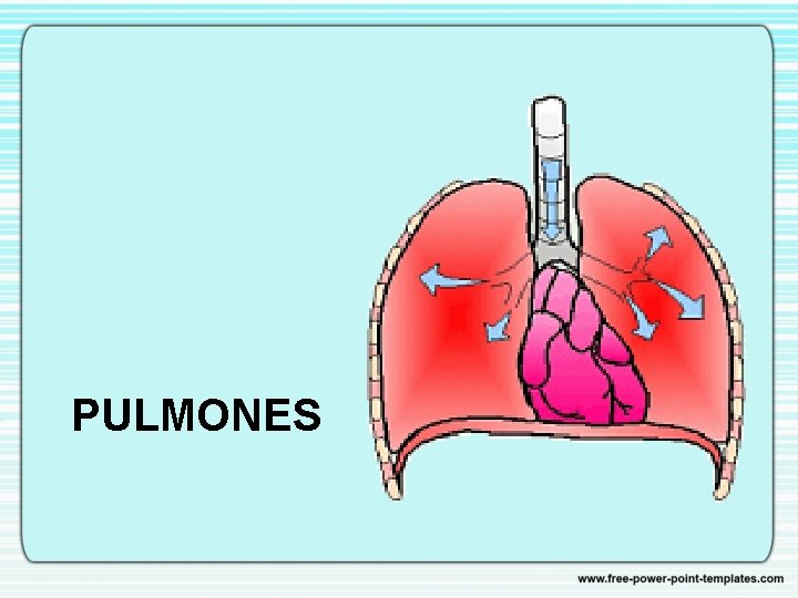 PULMONES 