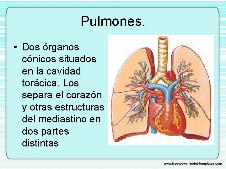 Pulmones. • Dos órganos cónicos situados en la cavidad torácica. Los separa el corazón
