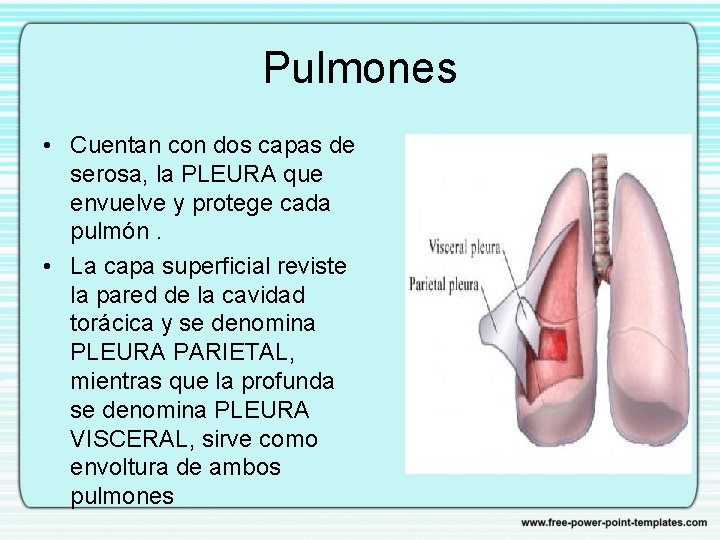 Pulmones • Cuentan con dos capas de serosa, la PLEURA que envuelve y protege
