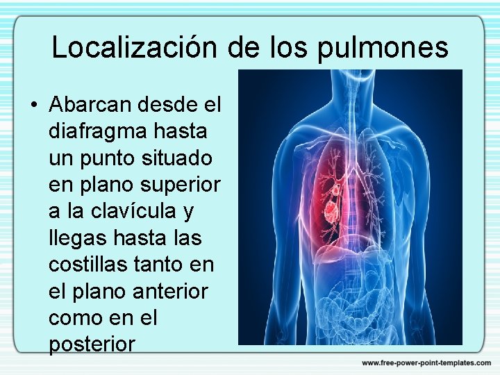 Localización de los pulmones • Abarcan desde el diafragma hasta un punto situado en