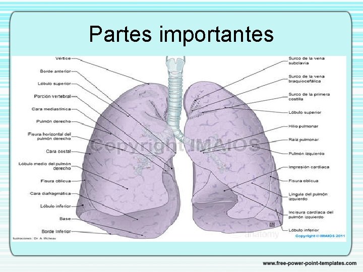 Partes importantes 