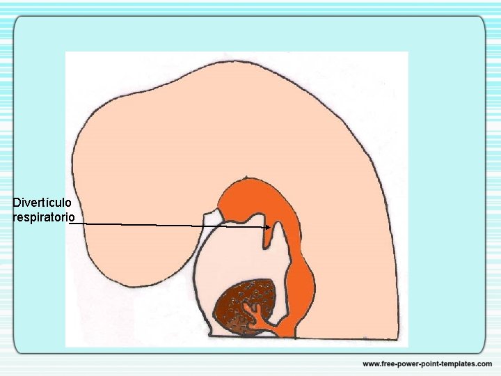 Divertículo respiratorio 