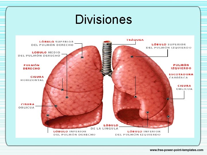 Divisiones 