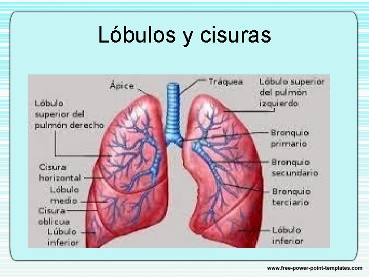 Lóbulos y cisuras 