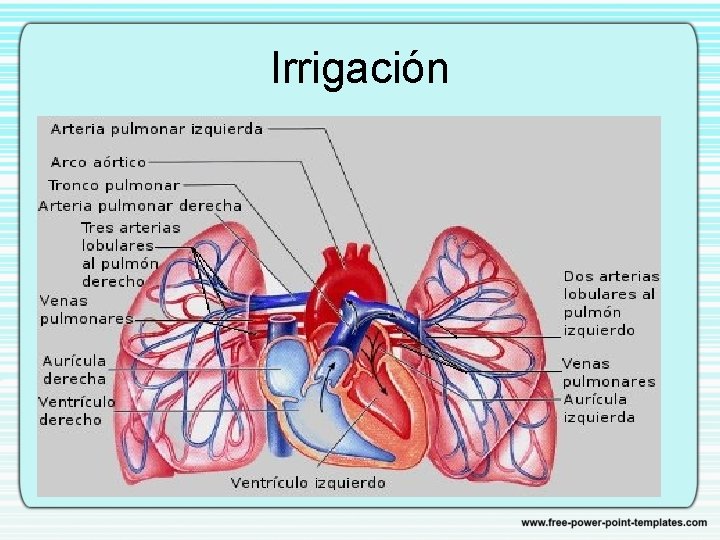 Irrigación 
