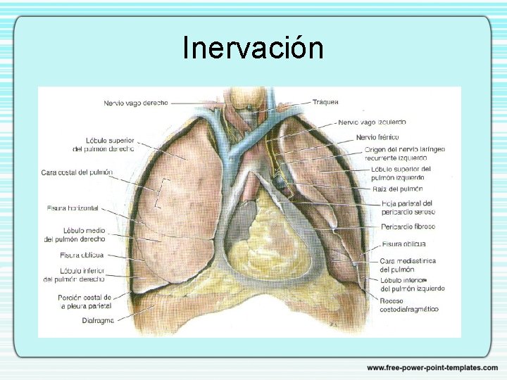 Inervación 