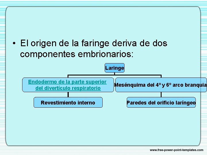  • El origen de la faringe deriva de dos componentes embrionarios: Laringe Endodermo