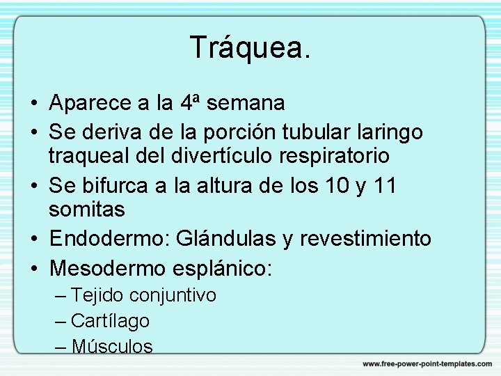 Tráquea. • Aparece a la 4ª semana • Se deriva de la porción tubular