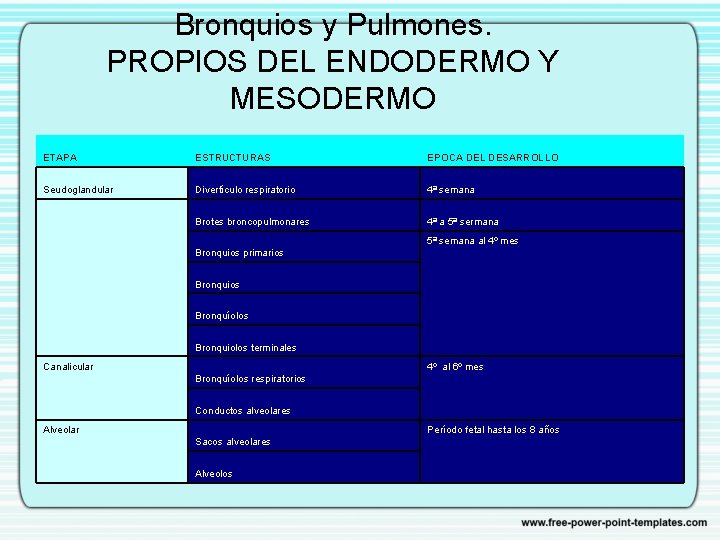 Bronquios y Pulmones. PROPIOS DEL ENDODERMO Y MESODERMO ETAPA ESTRUCTURAS EPOCA DEL DESARROLLO Seudoglandular