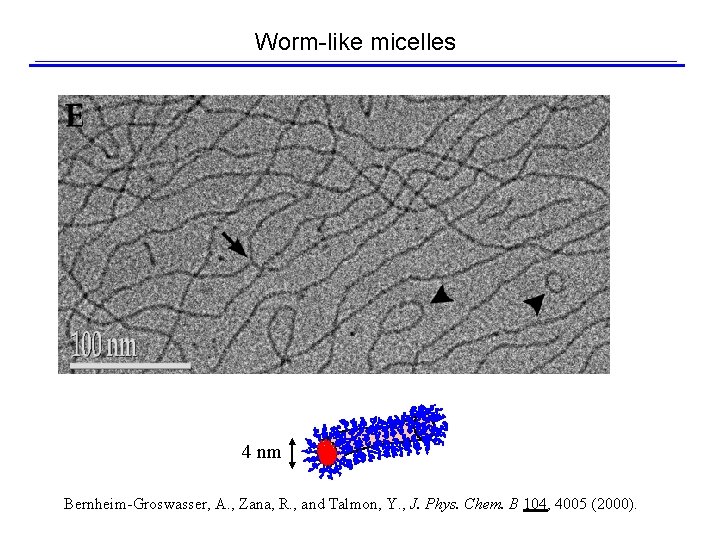 The “Gel” Samples Can be Interpreted Simply Worm-like micelles 4 nm Bernheim-Groswasser, A. ,