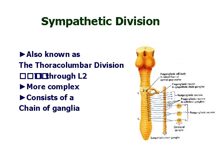 Sympathetic Division ►Also known as The Thoracolumbar Division ���� T 1 through L 2