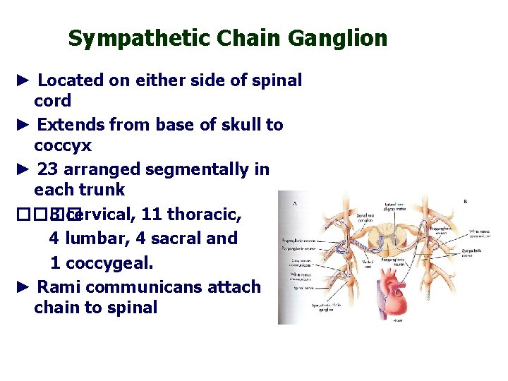 Sympathetic Chain Ganglion ► Located on either side of spinal cord ► Extends from