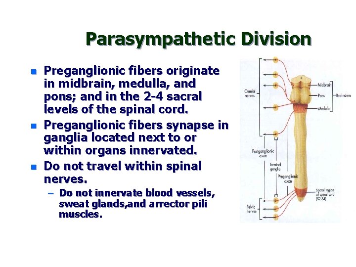 Parasympathetic Division n Preganglionic fibers originate in midbrain, medulla, and pons; and in the