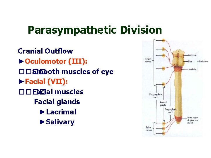 Parasympathetic Division Cranial Outflow ►Oculomotor (III): ���� Smooth muscles of eye ►Facial (VII): ����