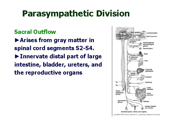 Parasympathetic Division Sacral Outflow ►Arises from gray matter in spinal cord segments S 2