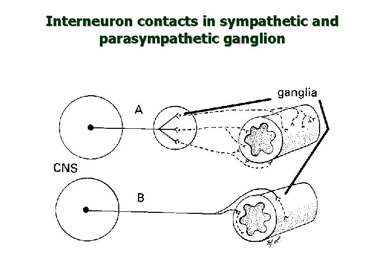 Interneuron contacts in sympathetic and parasympathetic ganglion 