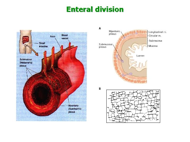 Enteral division 