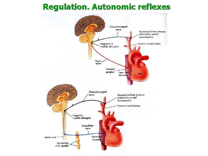 Regulation. Autonomic reflexes 